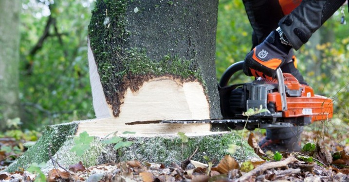How To Make Tree Felling Notches & Hinges with a Chainsaw - Pak Motor Mowers